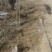 107杨树苗500亩