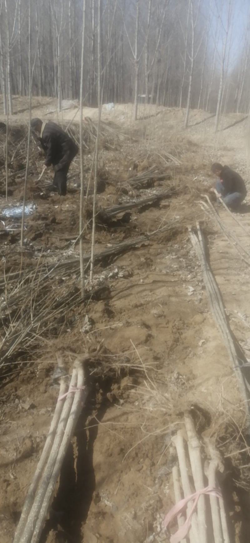 107杨树苗500亩