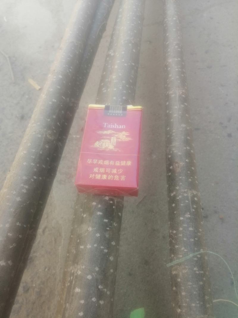 107杨树苗500亩