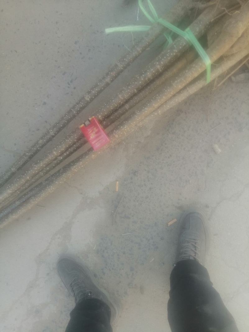 107杨树苗500亩