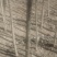 107杨树苗500亩