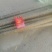 107杨树苗500亩