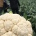 有机松花菜，有机小米粒菜花，物美价廉，需要的老板速度