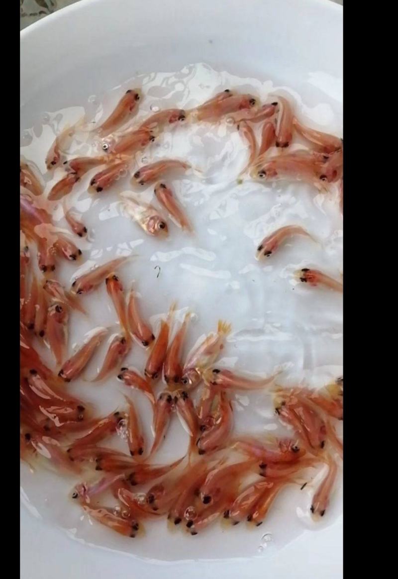 优质红罗非《彩虹雕，豹纹红》大量出售，欢迎来电咨询订购！