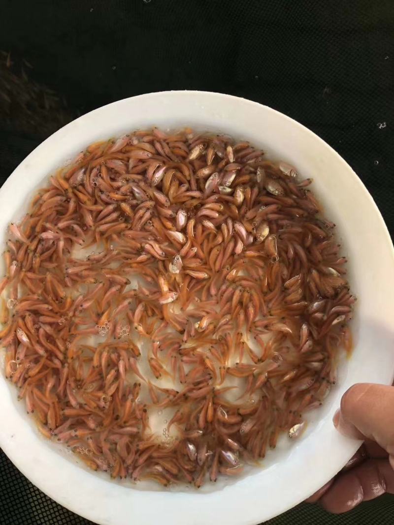 优质红罗非《彩虹雕，豹纹红》大量出售，欢迎来电咨询订购！