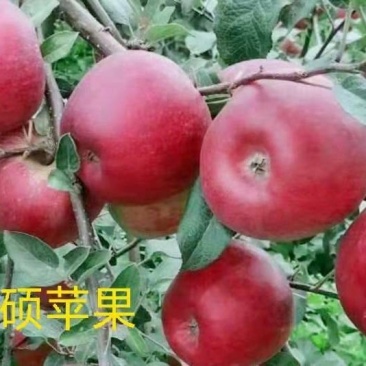 苹果苗,品种有华硕和哈堤