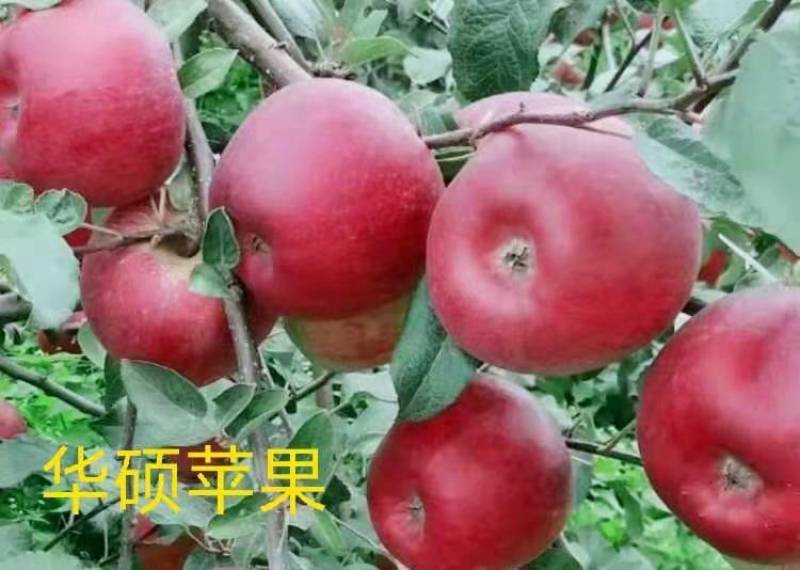 苹果苗,品种有华硕和哈堤