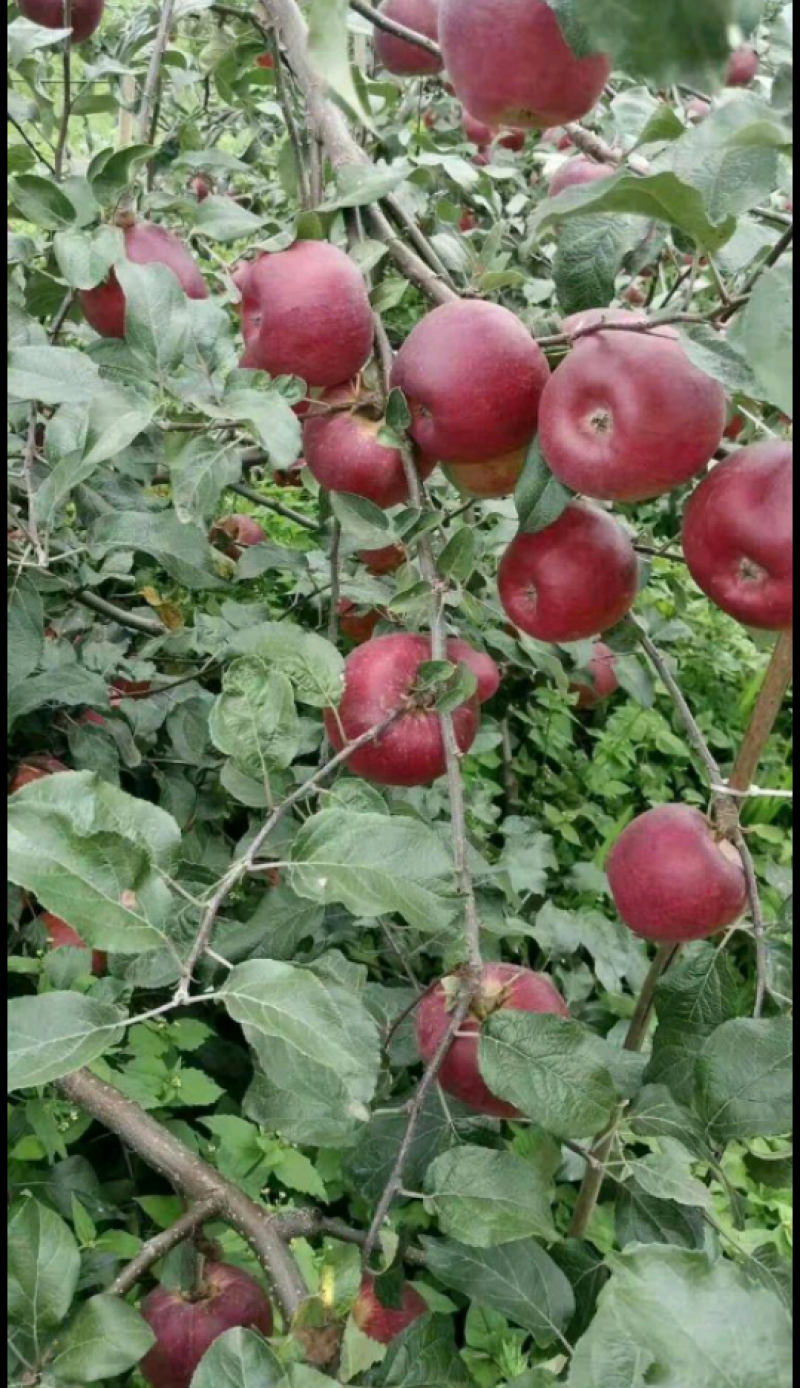 苹果苗,品种有华硕和哈堤