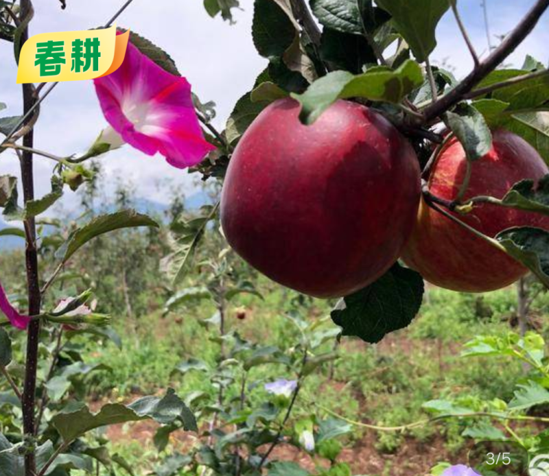 苹果苗,品种有华硕和哈堤
