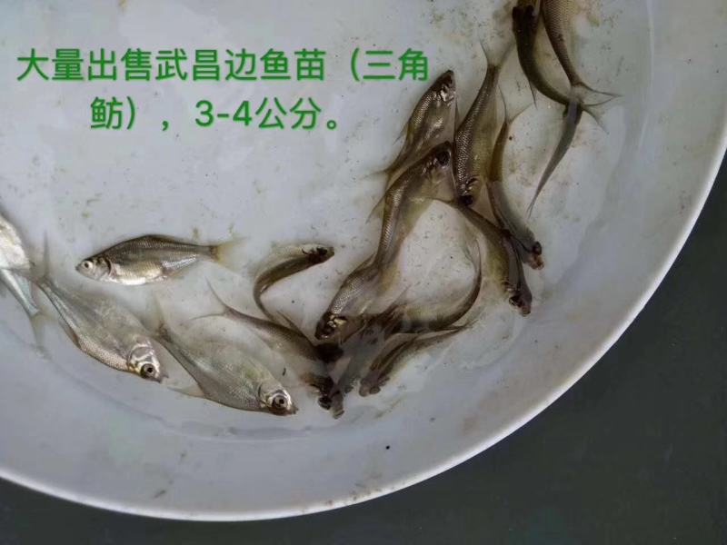 武昌鱼苗大量出售，欢迎新老客户来电订购！