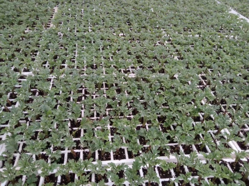 菊花苗.金丝皇菊苗，北京菊.婺源.大阪菊，包技术包回收