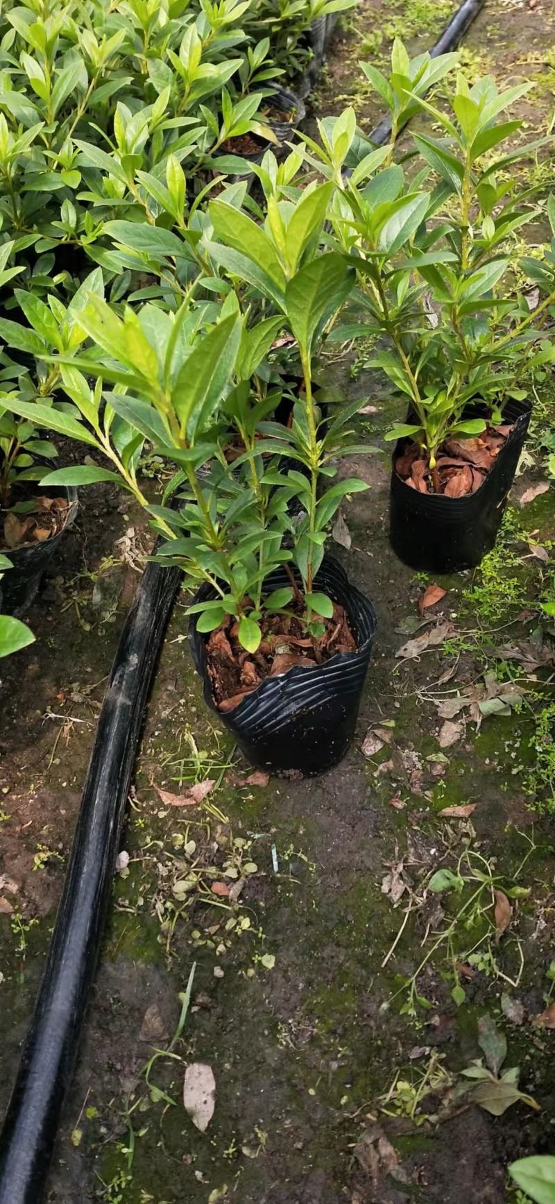13杯西洋杜鹃，基地直销，自产自销，量大价优绿化苗木