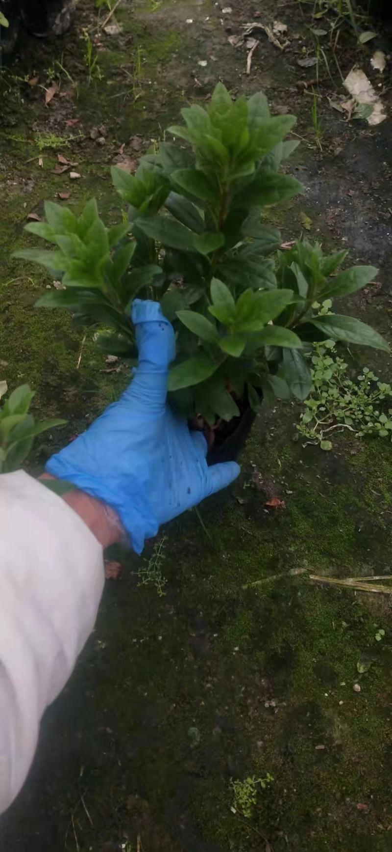 13杯西洋杜鹃，基地直销，自产自销，量大价优绿化苗木