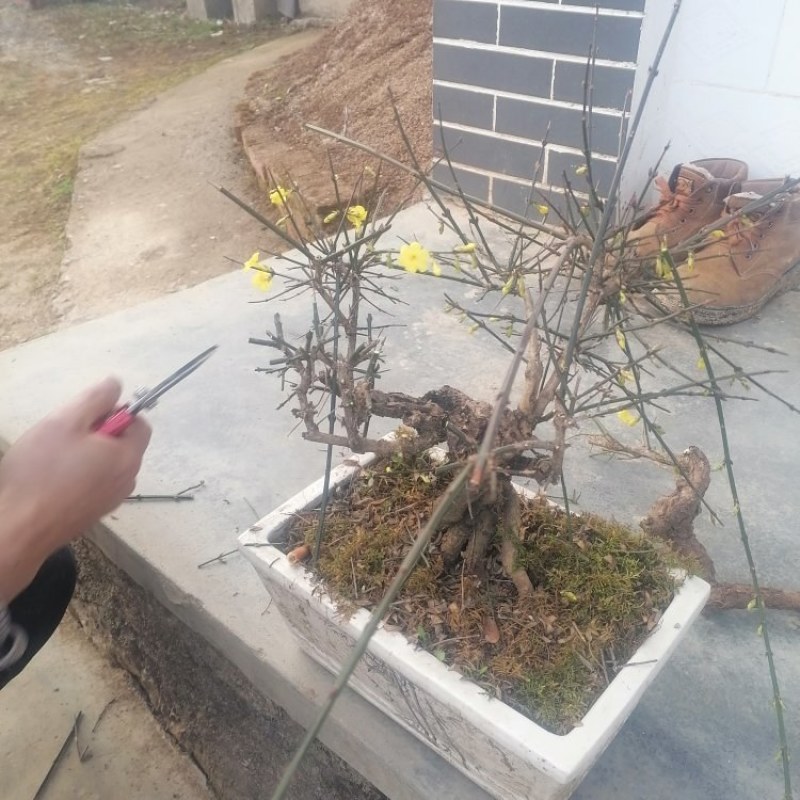 迎春花盆景花，易栽易活，现栽正当时，花开春来到，只有品