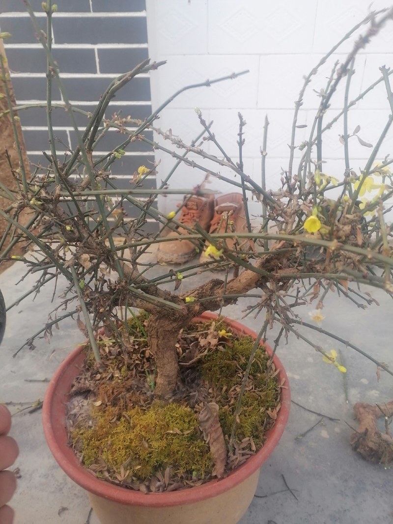 迎春花盆景花，易栽易活，现栽正当时，花开春来到，只有品