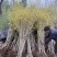 金叶榆（地接）辽宁省凌源市绿源苗木种苗基地直供，工程绿化
