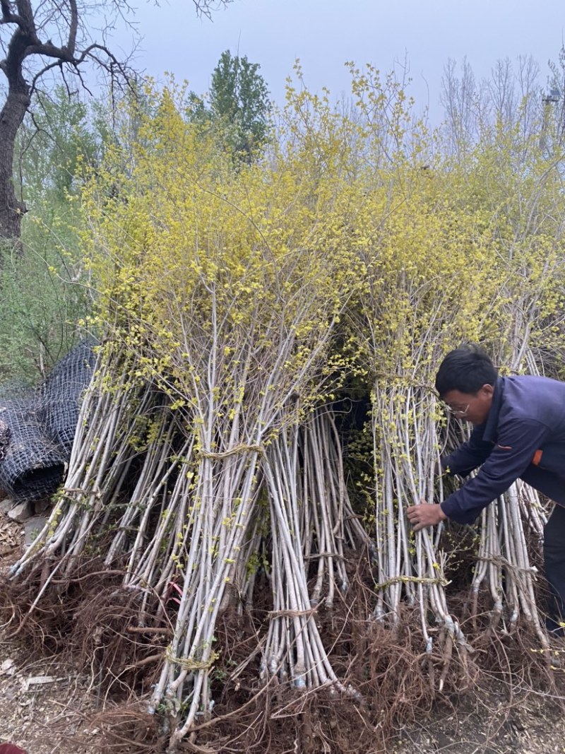 金叶榆（地接）辽宁省凌源市绿源苗木种苗基地直供，工程绿化