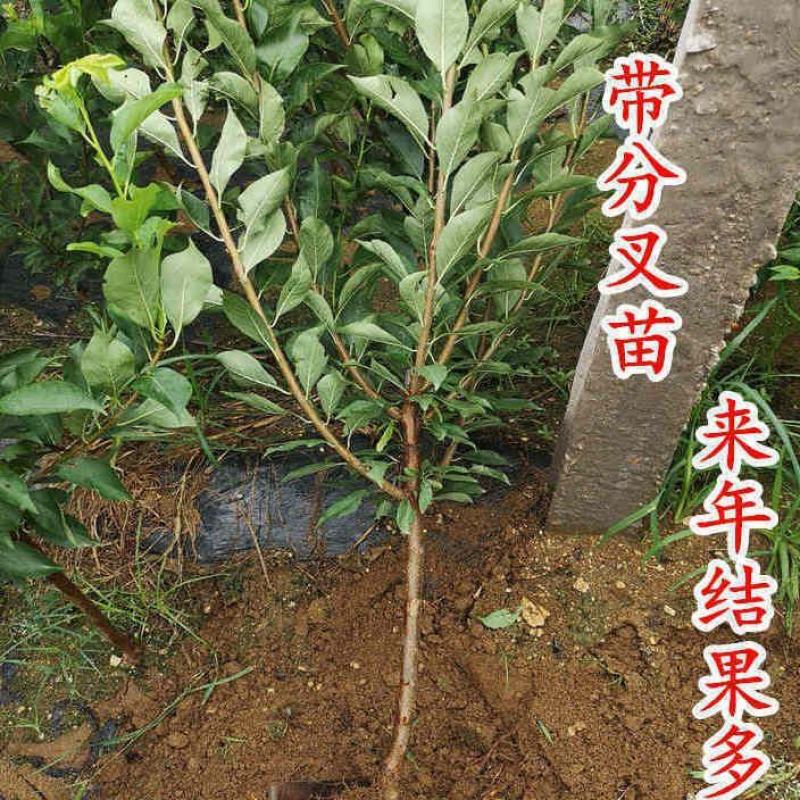 早熟大果黑霸王血李树苗恐龙蛋李子树苗味帝李子苗自花授粉