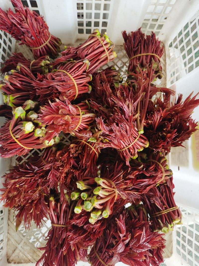 香椿芽上市
