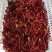 香椿芽上市