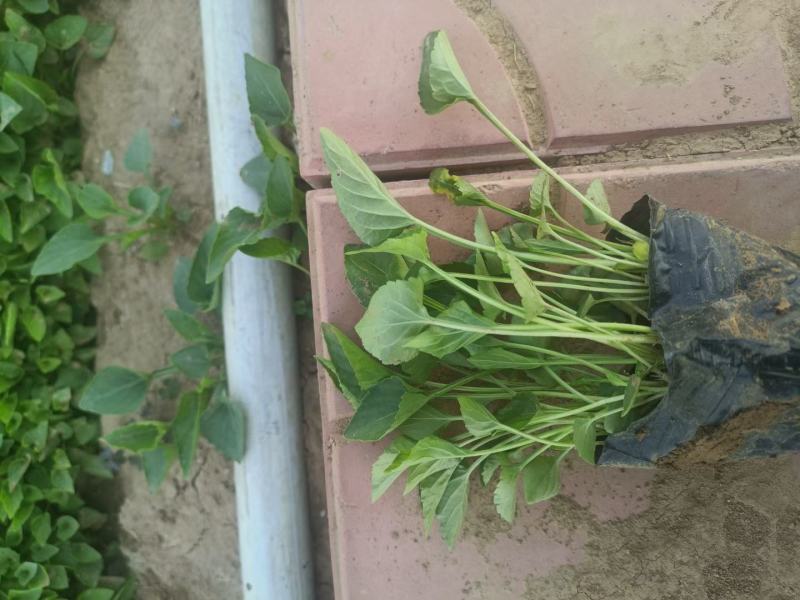 紫花地丁盆栽地丁观花植物量大优惠绿化苗木