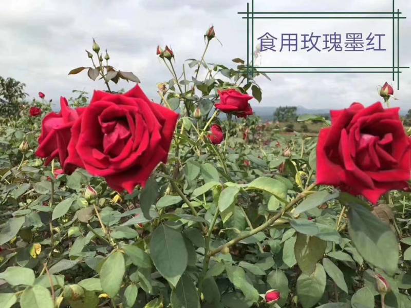 食用玫瑰小苗，可露天栽种。环境适应性强，可直接使用