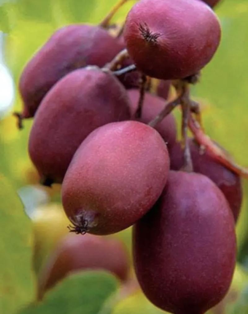 软枣猕猴桃苗红心红色九月龙城二号抗寒品种当年挂果苗