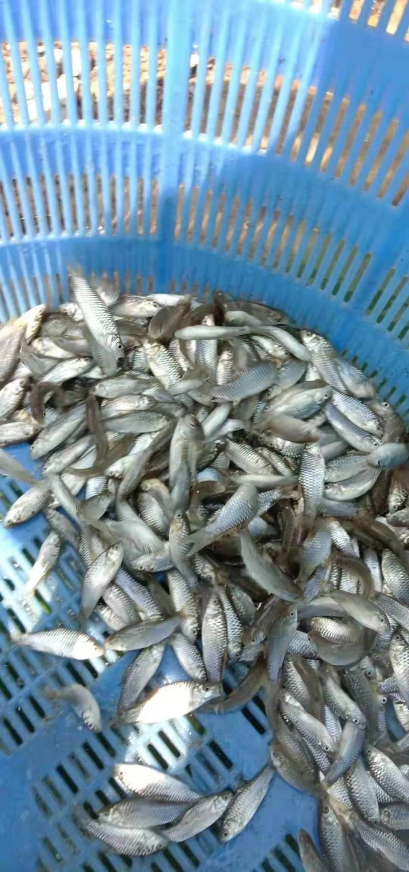 广西水产，鱼苗繁殖基地，大量供应，良种青竹鱼苗