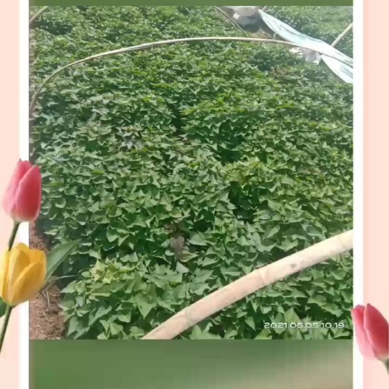 2022年红薯苗现在开始育订了品种有商署一九有酉爪红