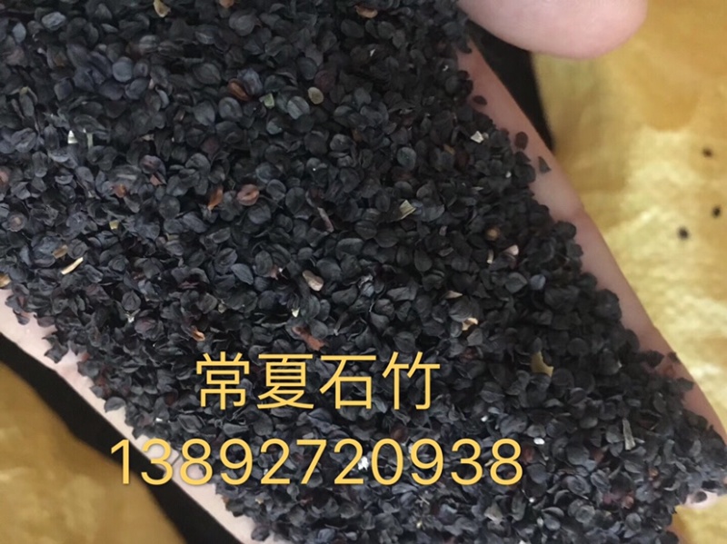 销售常夏石竹种孑，量大可议价