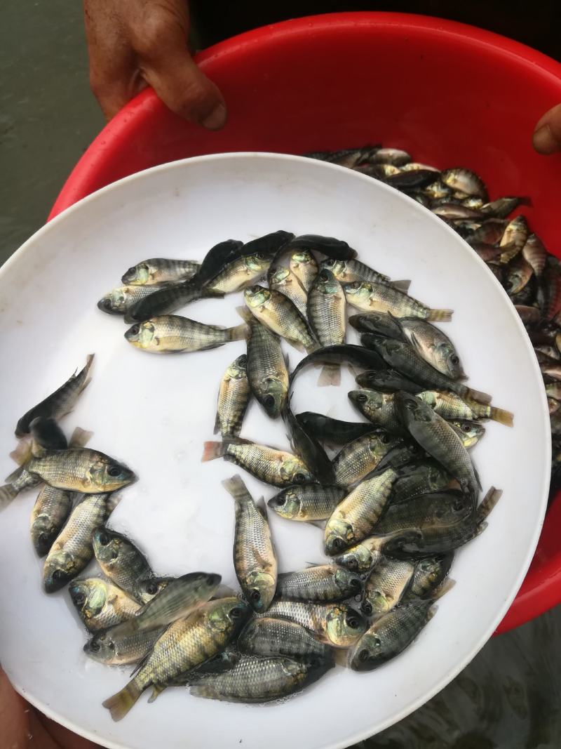 海南一号罗非鱼苗出售，欢迎新老客户来电订购！