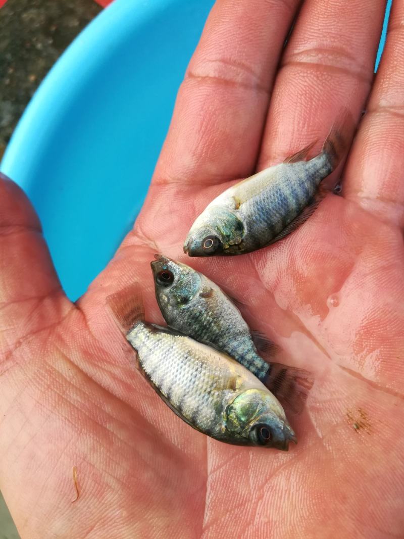 海南一号罗非鱼苗出售，欢迎新老客户来电订购！