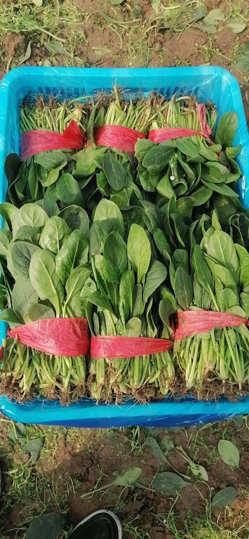 精品大叶菠菜产地直发价格优惠全国可发货