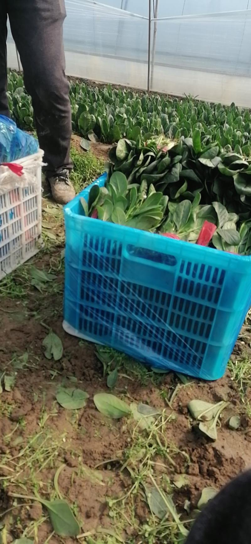精品大叶菠菜产地直发价格优惠全国可发货