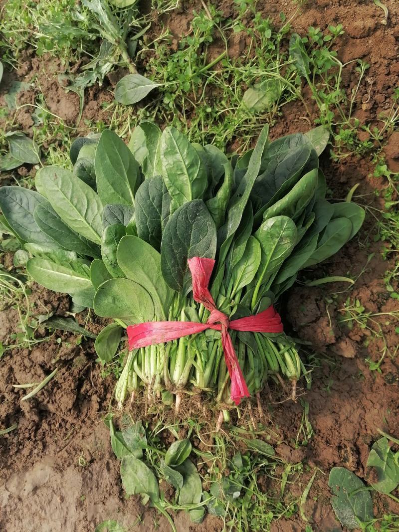 精品大叶菠菜产地直发价格优惠全国可发货