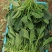 精品大叶菠菜产地直发价格优惠全国可发货