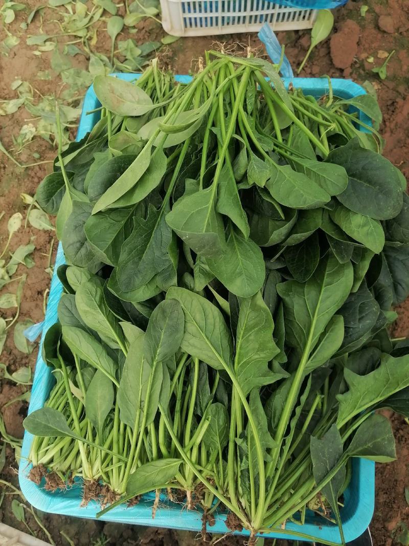 精品大叶菠菜产地直发价格优惠全国可发货