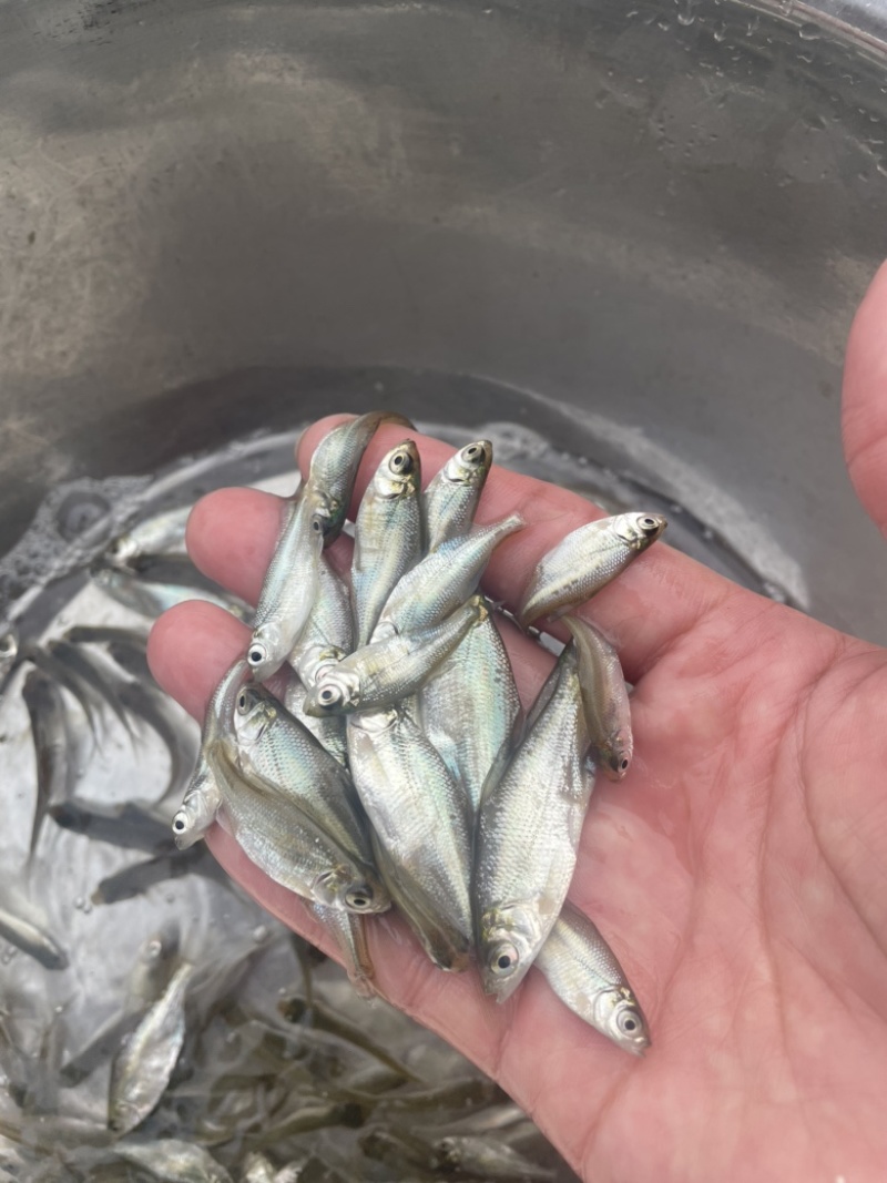 鳊鱼苗武昌鱼苗三角鲂鱼苗广东鲂鱼苗\苗场直接供货