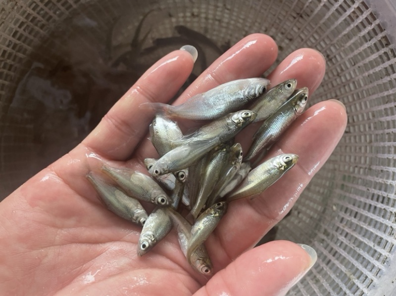 鳊鱼苗武昌鱼苗三角鲂鱼苗广东鲂鱼苗\苗场直接供货