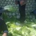 河北白菜黄心白菜大量供应可视频看货欢迎咨询