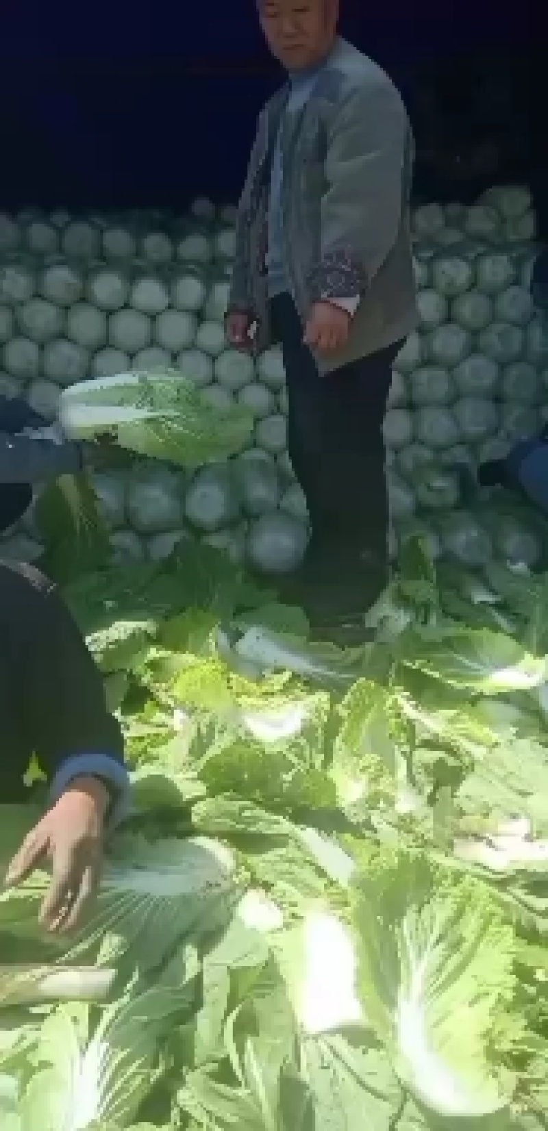 河北白菜黄心白菜大量供应可视频看货欢迎咨询