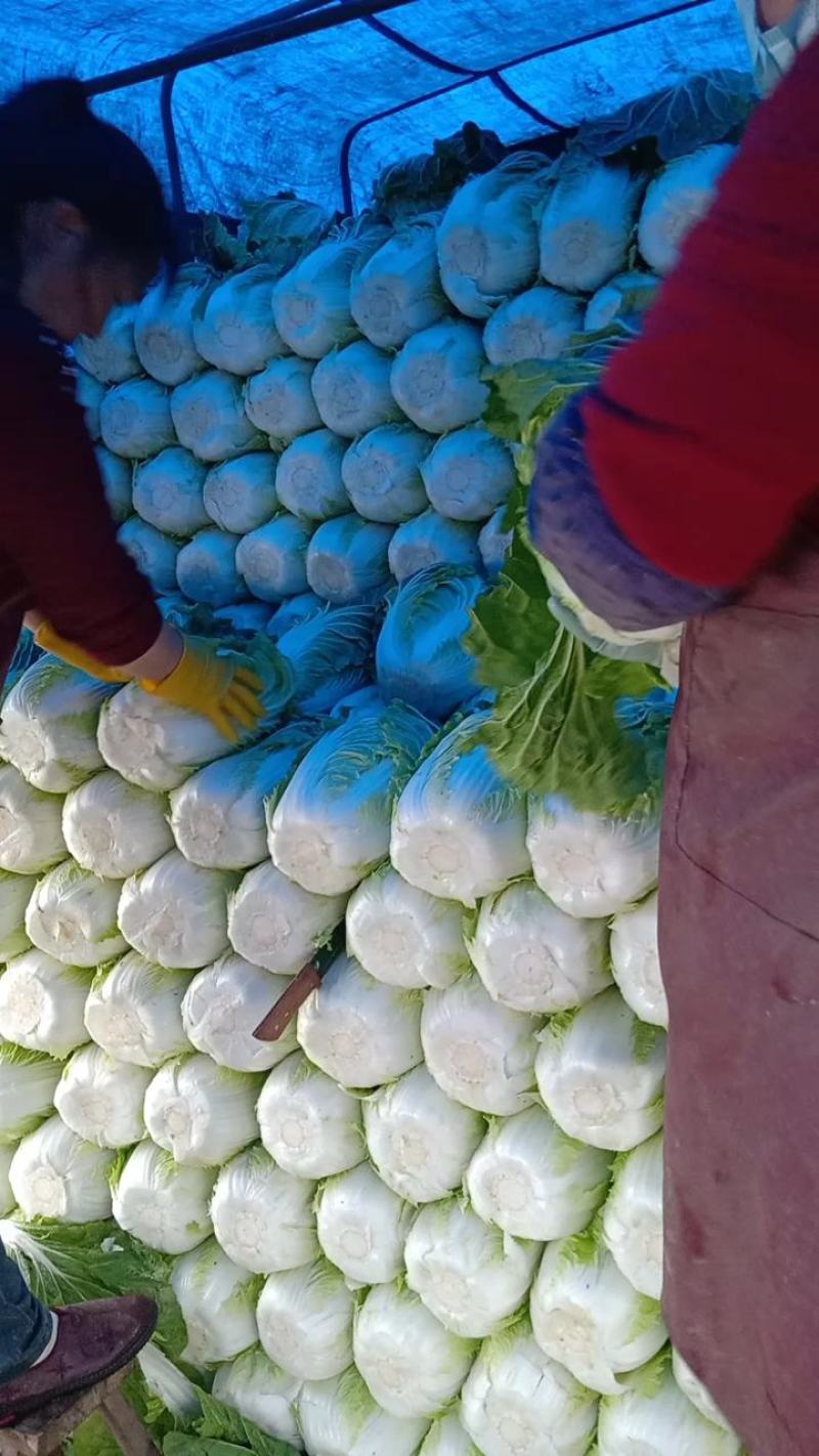 河北白菜黄心白菜大量供应可视频看货欢迎咨询