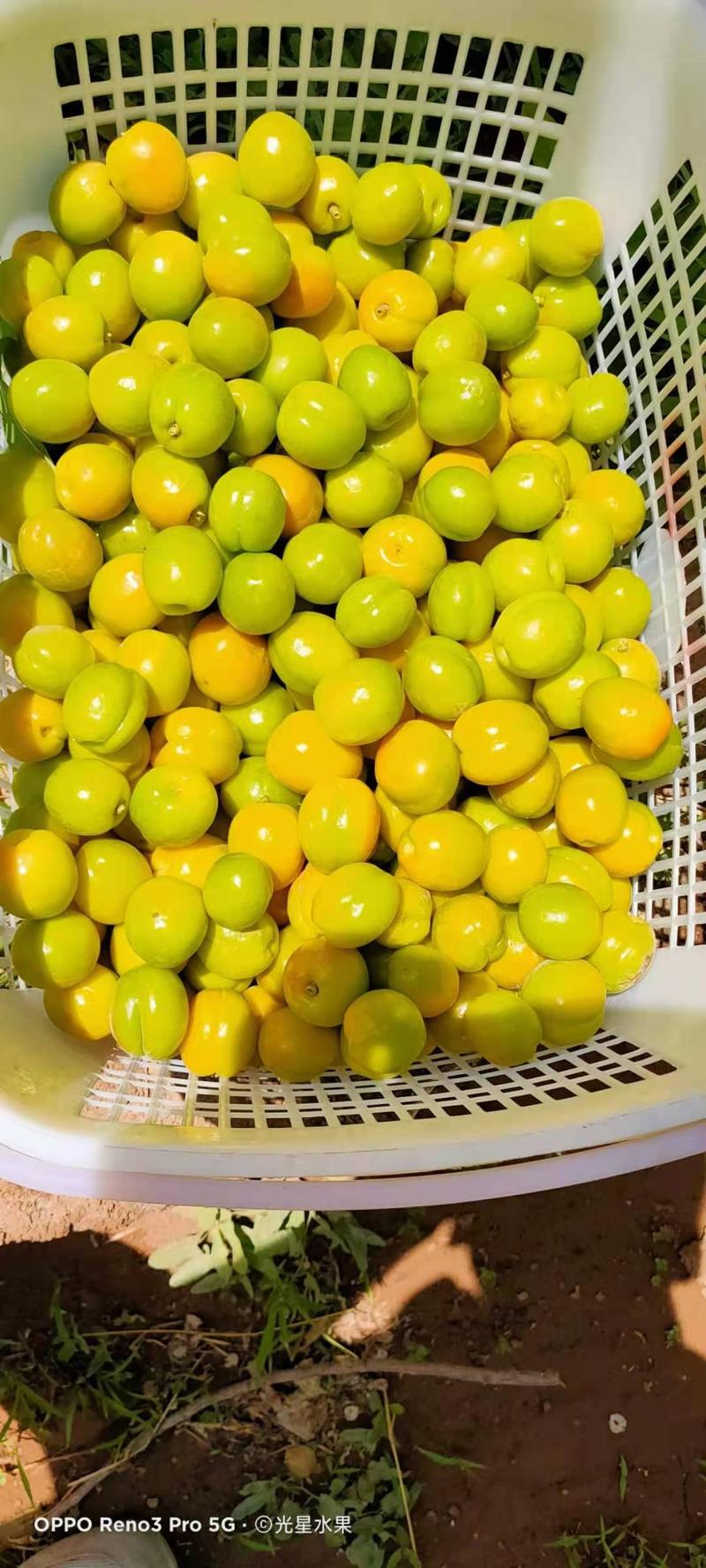 新疆库尔勒轮台小白杏自有果园欢迎经销商来采购考察