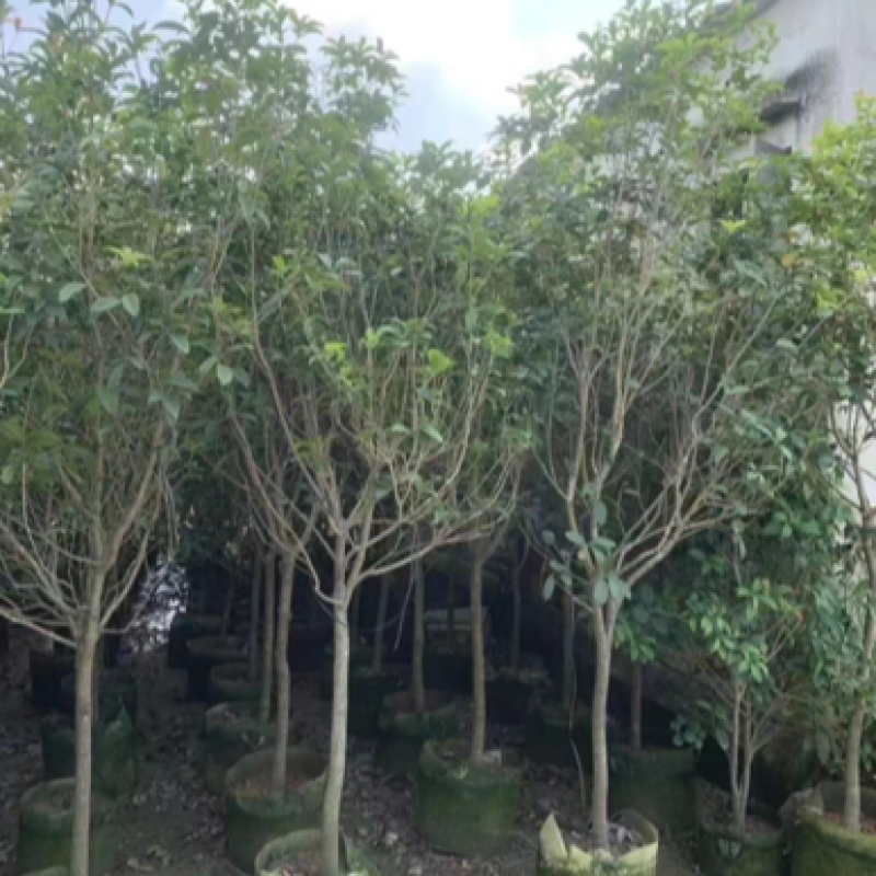 四季桂各种规格（广东普宁）