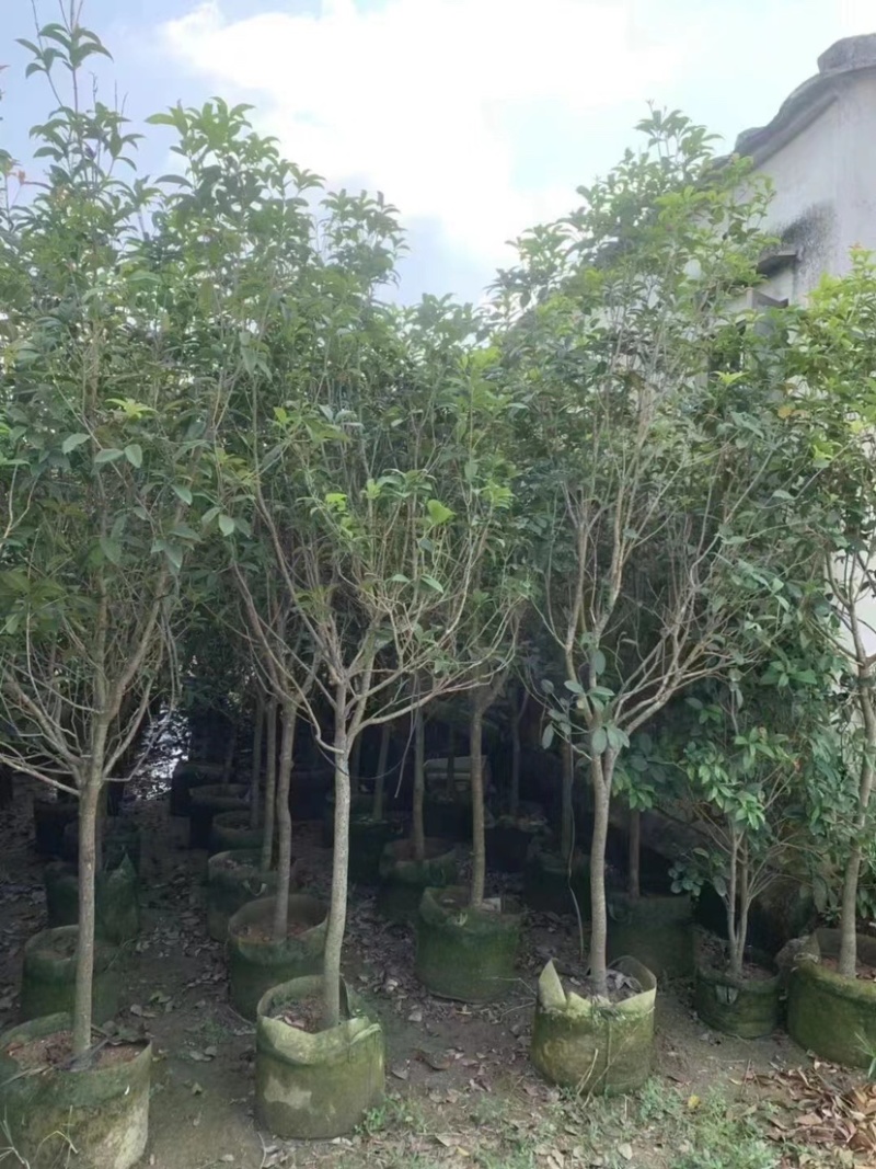 四季桂各种规格（广东普宁）
