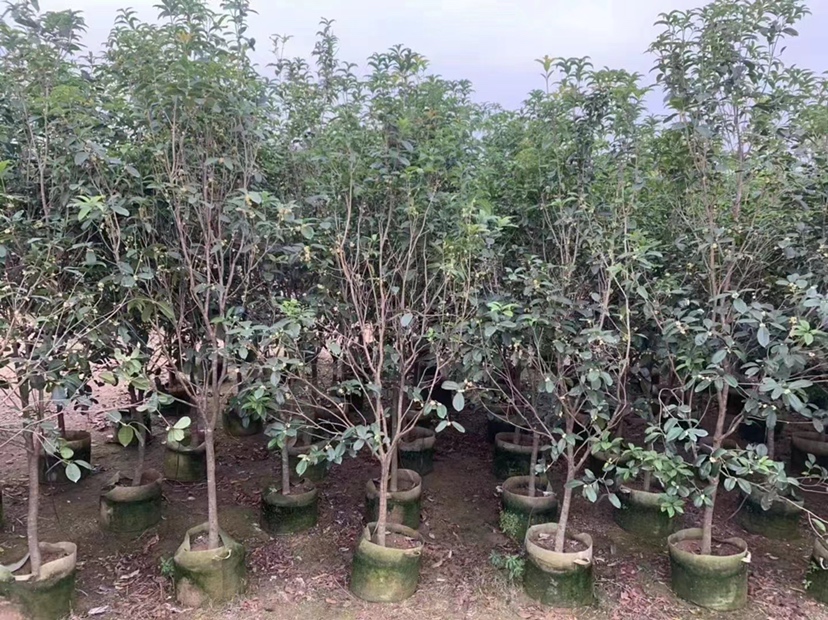 展示桂花品种识别的图解,包括丹桂、金桂、银桂、四季桂等,标注清晰 桂花品种识别指南图