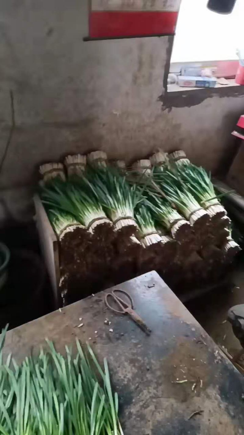 长白韭菜