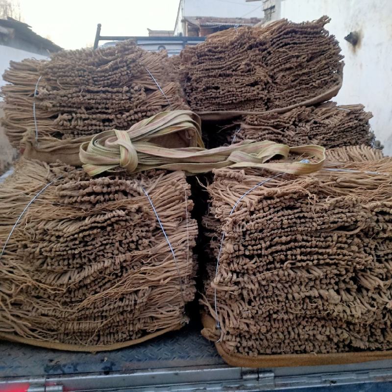 精品党参基地直供品质保证一手货源诚信经营欢迎采购