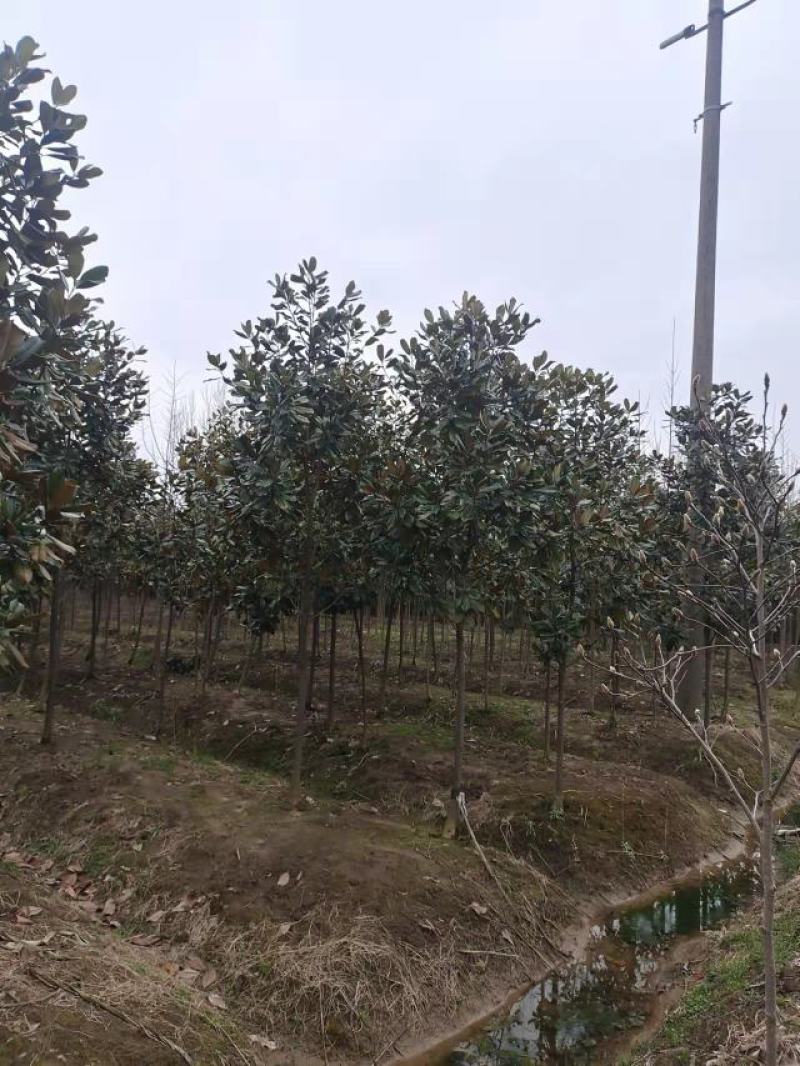 广玉兰5—25公分量大从优支持视频看货