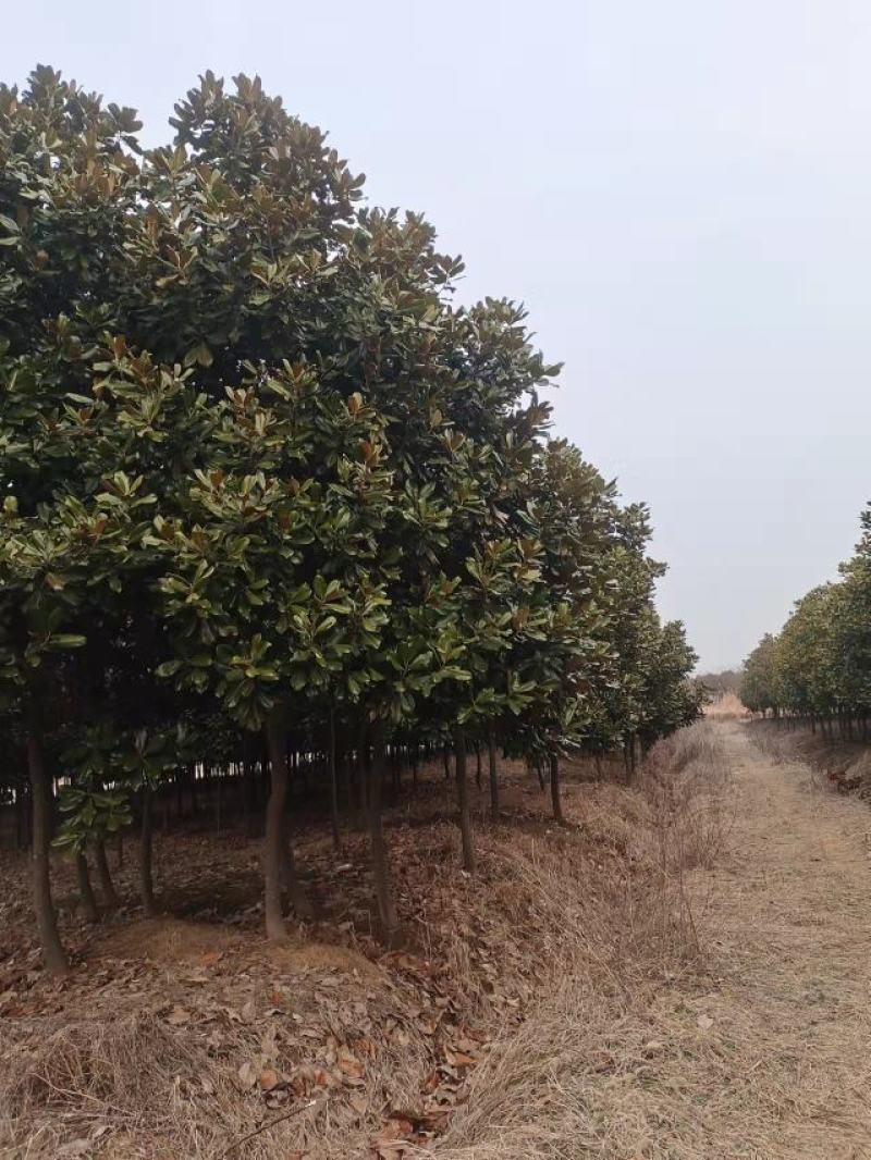 广玉兰5—25公分量大从优支持视频看货